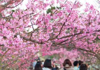 Okinawa Sakura Cherry Blossom